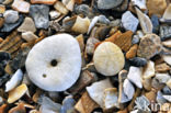 Pea Urchin (Echinocyamus pusillus)