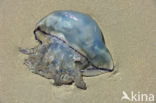 Dustbin-lid jellyfish (Rhizostoma octopus)