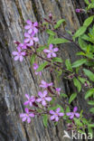 rock soapwort (Saponaria ocymoides)