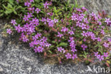 rock soapwort (Saponaria ocymoides)