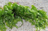 Sea lettuce (Ulva lactuca)