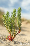 Sea Spurge (Euphorbia paralias)
