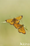 Small Pearl-Bordered Fritillary (Boloria selene)