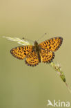 Small Pearl-Bordered Fritillary (Boloria selene)