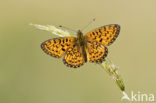 Zilveren maan (Boloria selene)