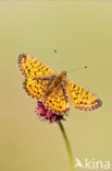 Small Pearl-Bordered Fritillary (Boloria selene)