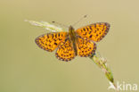 Small Pearl-Bordered Fritillary (Boloria selene)