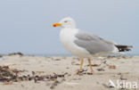 Zilvermeeuw (Larus argentatus)