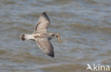 Zilvermeeuw (Larus argentatus)