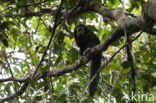 monk saki (Pithecia monachus)