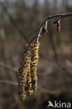 black alder (Alnus glutinosa)