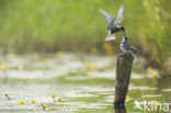 Black Tern (Chlidonias niger)