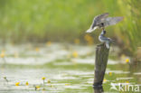 Zwarte Stern (Chlidonias niger)