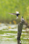 Zwarte Stern (Chlidonias niger)