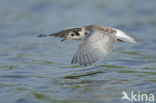 Zwarte Stern (Chlidonias niger)