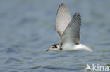 Black Tern (Chlidonias niger)