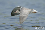 Black Tern (Chlidonias niger)