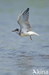 Black Tern (Chlidonias niger)