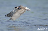 Black Tern (Chlidonias niger)