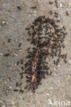 Zwarte wegmier (Lasius niger)