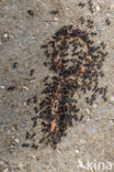 Small Black Ant (Lasius niger)