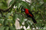 Zwartmaskertangare (Ramphocelus nigrogularis)