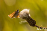 european skipper (Thymelicus lineola)