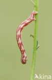 Zwartvlekdwergspanner (Eupithecia centaureata)