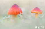 Zwartwordende wasplaat (Hygrocybe conica)