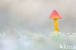 Zwartwordende wasplaat (Hygrocybe conica)