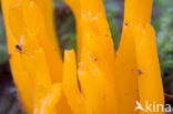 Ramaria flava