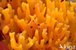 Zwavelkoraalzwam (Ramaria flava)