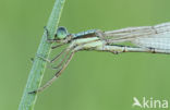 Shy Emerald Damselfly (Lestes barbarus)