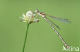 Shy Emerald Damselfly (Lestes barbarus)