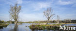 Aalscholver (Phalacrocorax carbo)