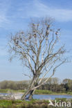 Great Cormorant (Phalacrocorax carbo)