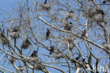 Aalscholver (Phalacrocorax carbo)