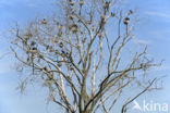 Great Cormorant (Phalacrocorax carbo)