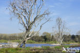 Aalscholver (Phalacrocorax carbo)