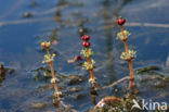 Aarvederkruid (Myriophyllum spicatum)