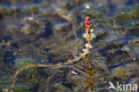 Aarvederkruid (Myriophyllum spicatum)