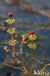 Aarvederkruid (Myriophyllum spicatum)