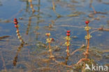 Aarvederkruid (Myriophyllum spicatum)