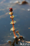 Aarvederkruid (Myriophyllum spicatum)