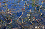 Aarvederkruid (Myriophyllum spicatum)