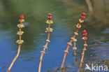 Aarvederkruid (Myriophyllum spicatum)