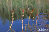 Aarvederkruid (Myriophyllum spicatum)