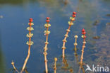 Aarvederkruid (Myriophyllum spicatum)