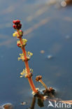 Aarvederkruid (Myriophyllum spicatum)