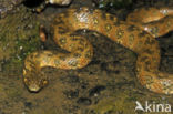 Viperine snake (Natrix maura)